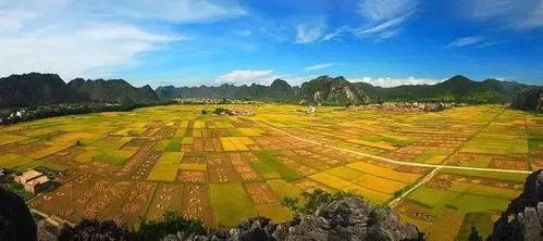 云浮苹塘镇新闻头条最新,乡村振兴新篇章，苹塘镇焕发活力纪实