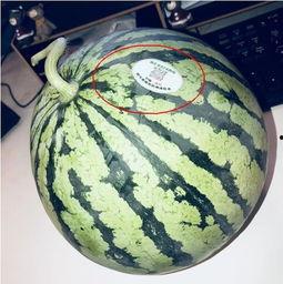 廊坊网红吃瓜,揭秘网络红人的幕后故事