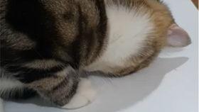 猫哥吃瓜视频全集,揭秘娱乐圈幕后真相