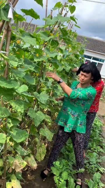 吃瓜二婶,她眼中的娱乐圈风云